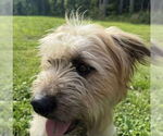 Small #3 Poodle (Standard) Mix