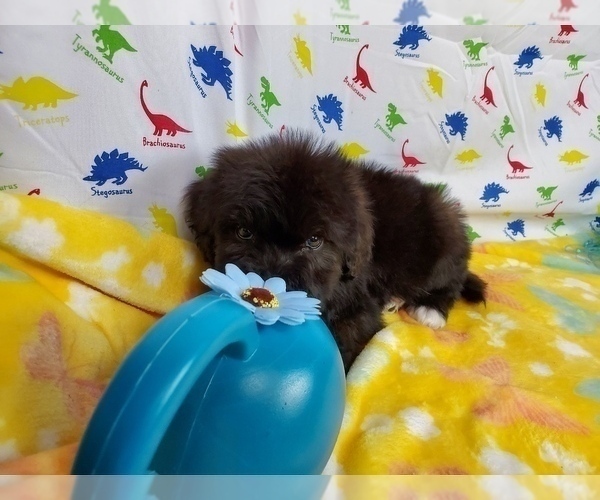 Medium Photo #5 Bernedoodle Puppy For Sale in BLACK FOREST, CO, USA