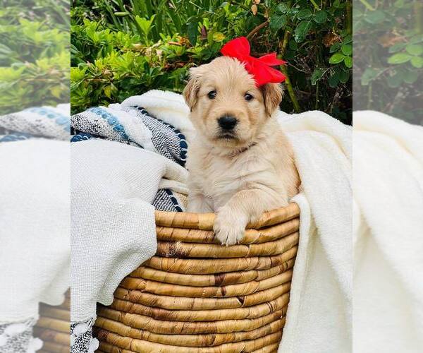 Medium Photo #5 Golden Retriever Puppy For Sale in SACRAMENTO, CA, USA