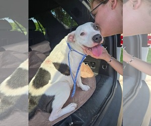 Mutt Dogs for adoption in Woodbury, NY, USA