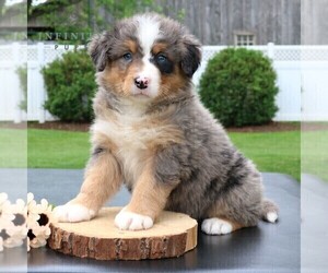 Bernedoodle Puppy for Sale in NARVON, Pennsylvania USA