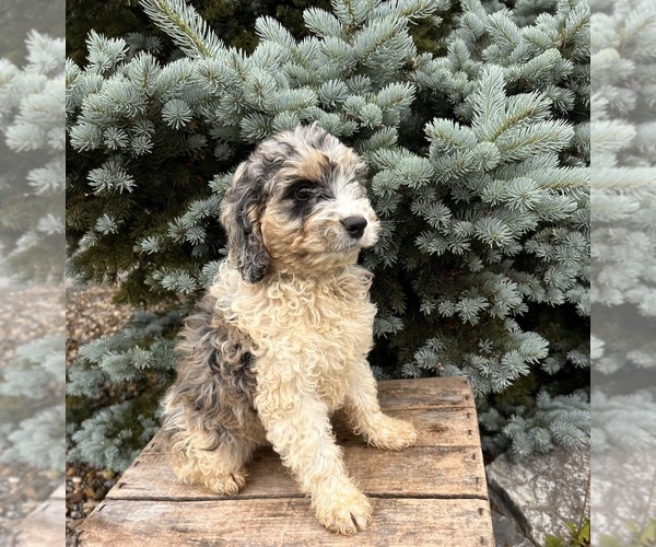 Medium Photo #3 Cockapoo Puppy For Sale in MIDDLEBURY, IN, USA