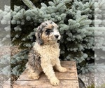 Small #2 Cockapoo