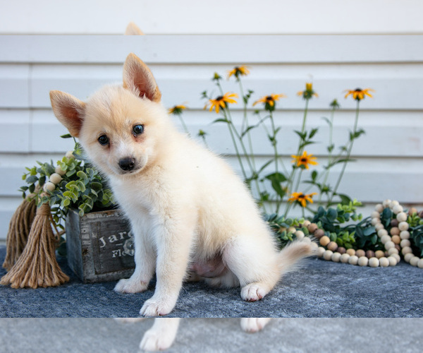 Medium Photo #19 Pomsky Puppy For Sale in ELIZABETHTOWN, PA, USA