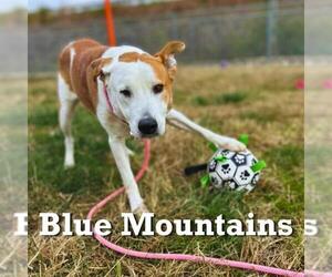 German Shorthaired Pointer Dogs for adoption in Louisville, KY, USA