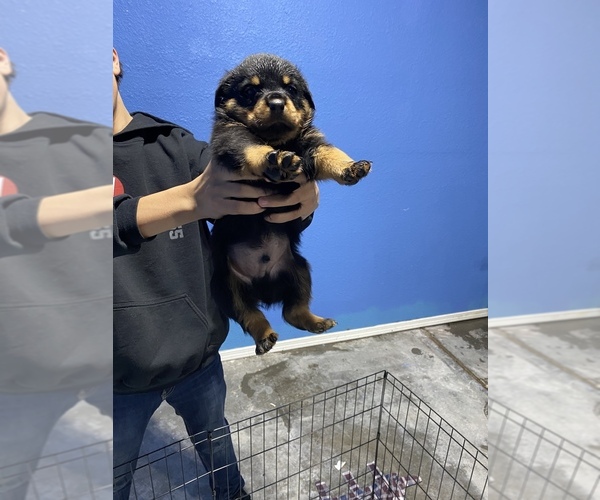 Medium Photo #4 Rottweiler Puppy For Sale in LINDEN, CA, USA
