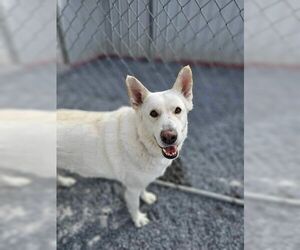 Toby GSD - Male German Shepherd Dog Dog for Adoption - Photo #3