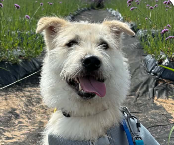 Medium Photo #1 Mutt Puppy For Sale in San Ramon, CA, USA
