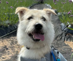 Small Mutt