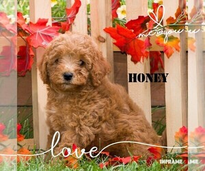 Poodle (Miniature) Puppy for Sale in CLARE, Michigan USA