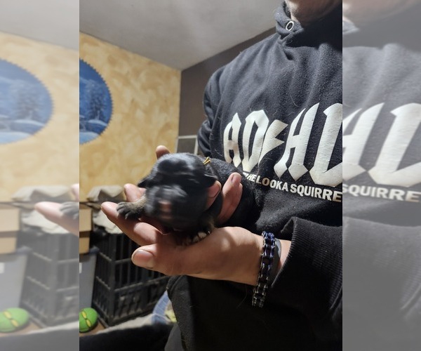 Medium Photo #46 German Shepherd Dog Puppy For Sale in LA FAYETTE, NY, USA