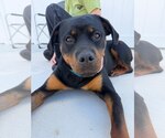 Small Rottweiler