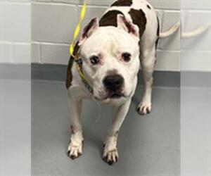 American Pit Bull Terrier-Unknown Mix Dogs for adoption in St. Cloud, FL, USA