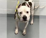 Small American Pit Bull Terrier Mix