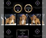 Puppy TrumpTrain AKC Cavalier King Charles Spaniel
