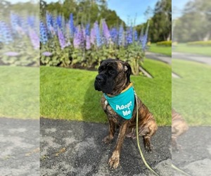 Mastiff-Unknown Mix Dogs for adoption in Pacifica, CA, USA
