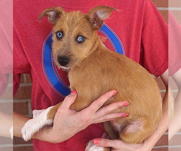 Medium Photo #2 Mutt Puppy For Sale in Carrollton, TX, USA