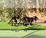 Small Photo #15 Great Dane Puppy For Sale in MARICOPA, AZ, USA