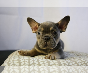 French Bulldog Puppy for sale in BROOKLYN, NY, USA
