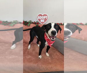 Mutt Dogs for adoption in Rockaway, NJ, USA