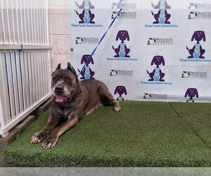 Mutt Dogs for adoption in Orlando, FL, USA