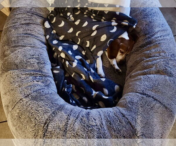 Medium Photo #3 Beagle Puppy For Sale in Tampa, FL, USA