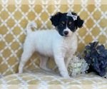 Small Photo #3 Jack Russell Terrier-Unknown Mix Puppy For Sale in LAKELAND, FL, USA