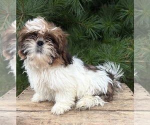Shih Tzu Puppy for sale in MIDDLEBURY, IN, USA