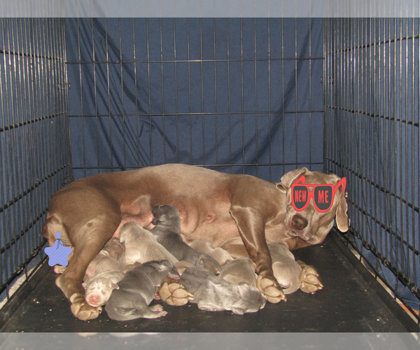 Medium Photo #1 Weimaraner Puppy For Sale in LAS ANIMAS, CO, USA