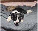 Small Photo #2 American Pit Bull Terrier-Great Dane Mix Puppy For Sale in Oakhurst, NJ, USA