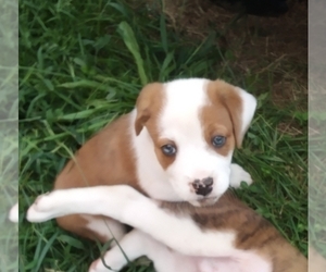 Australian Shepherd-Boxer Mix Puppy for sale in BARDSTOWN, KY, USA