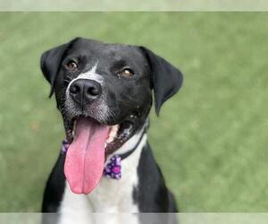 American Pit Bull Terrier-Dalmatian Mix Dogs for adoption in Charlotte, NC, USA