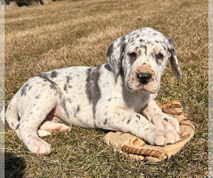 Great Dane Puppy for sale in MIDDLEBURY, IN, USA