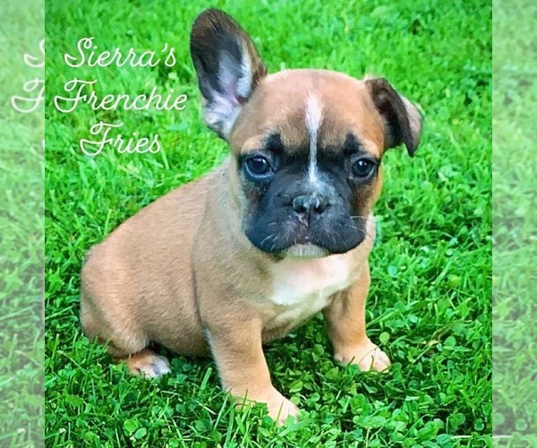 Medium Photo #5 French Bulldog Puppy For Sale in HEATH, OH, USA