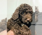 Image preview for Ad Listing. Nickname: Maple