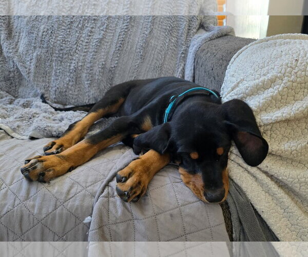 Medium Photo #3 Bluetick Coonhound-Doberman Pinscher Mix Puppy For Sale in Minneaoplis, MN, USA