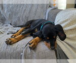 Small Photo #3 Bluetick Coonhound-Doberman Pinscher Mix Puppy For Sale in Minneaoplis, MN, USA