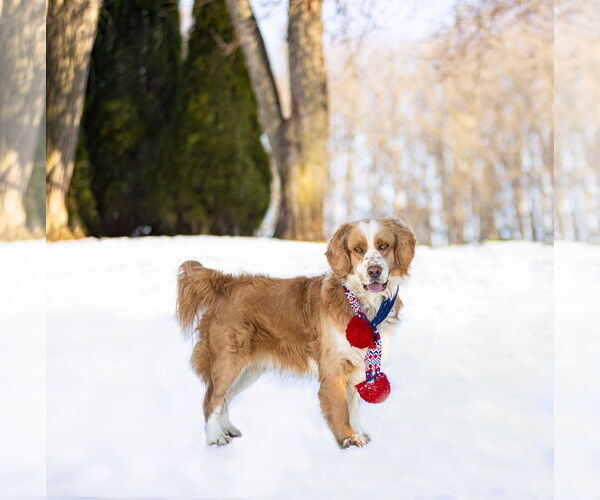 Medium Photo #2 Australian Shepherd-Cocker Spaniel Mix Puppy For Sale in Unionville, PA, USA