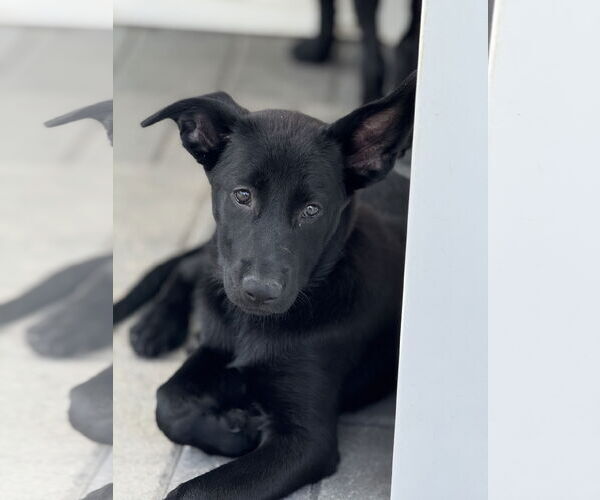 Medium Photo #10 Labrador Retriever-Unknown Mix Puppy For Sale in San Diego, CA, USA