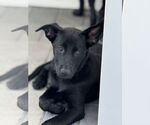 Small #9 Labrador Retriever Mix