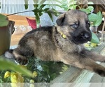 Small #10 German Shepherd Dog