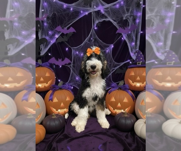 Medium Photo #1 Bernedoodle Puppy For Sale in MENIFEE, CA, USA