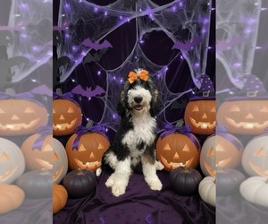 Bernedoodle Puppy for sale in MENIFEE, CA, USA