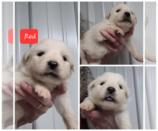 Medium Photo #2 Great Pyrenees Puppy For Sale in SCOTTSVILLE, KY, USA