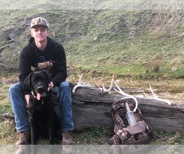 Medium Photo #1 Labrador Retriever Puppy For Sale in MIDDLETOWN, CA, USA