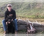 Small Photo #1 Labrador Retriever Puppy For Sale in MIDDLETOWN, CA, USA