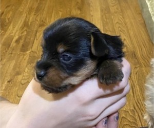 Yorkshire Terrier Puppy for sale in SOUTHPORT, NC, USA