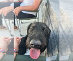 Small #6 Labradoodle