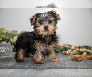 Medium Yorkshire Terrier