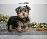 Puppy Gordy Yorkshire Terrier